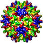 Структура капсида вируса гепатита В. Одинаковые белковые субъединицы выделены одним цветом.